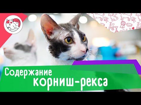 5 особенностей содержания корниш-рекса