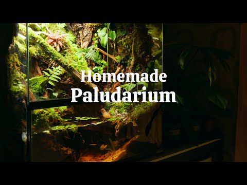 방에 정글 팔루다리움 만들기 | Homemade jungle Paludarium🏡