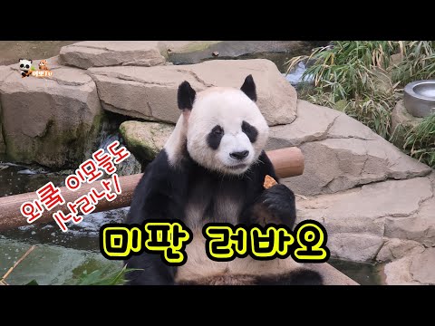🗓20251215 🎦오늘의 판다월드🎦💕러바오는 밀당중 | 야외 나가고픈 아이바오💕🐼러바오🐼아이바오🦝레몬💕