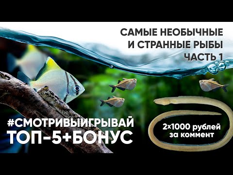 Самые необычные аквариумные рыбы. Часть 1. #смотривыигрывай