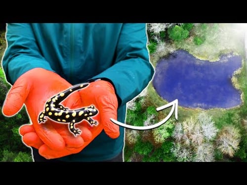 I Explored my Wildlife Ponds - here's what i found