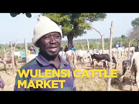 Local/ Rural African Cattle Market, Wulensi ||Must Watch