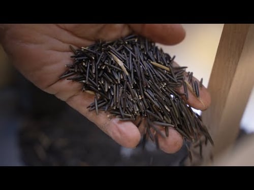 DISCOVERING | Manoomin - Wild Rice | The Manoominator