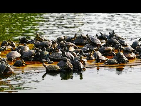 带你探寻神奇的甲鱼养殖,这玩意很贵,养殖场老板还要给它做心肺复苏