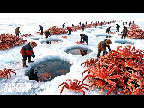 Why Alaska’s King Crab Industry Is Worth $5 Billion – The Deadliest Catch in America