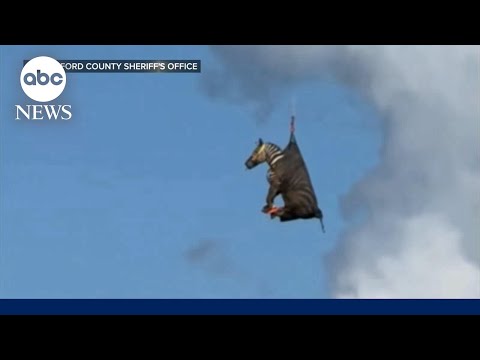 Runaway zebra airlifted after weeklong escape