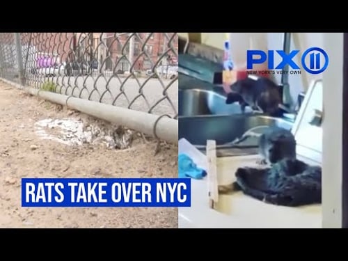 Rats take over NYC | Brooklyn & Bronx residents struggle with infestations