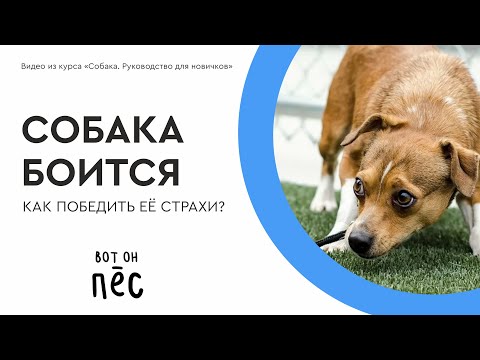 Страхи у собак. Что делать?