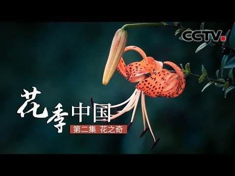 《花季中国》花之奇 | CCTV纪录