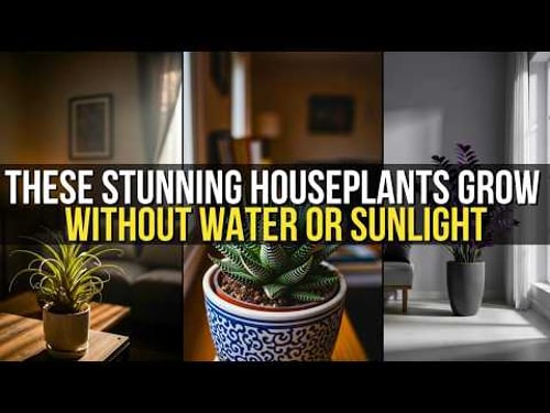 No Sun. No Water. No Problem. 7 Plants That Survive Anything