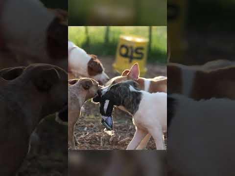 Bonnie Needs a Home! Is It With You?