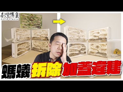 拆除「希氏巨山蟻」加蓋樓中樓違建|綠色黴菌完整公開|【臺灣蟻窟】