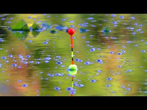 ЛИНИ та КАРАСЬ один за одним. Ловля на поплавок. Мастирка з кріля. Рибалка.