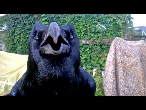 Птицы, говорящие на человеческом языке... Говоруны в Деле!