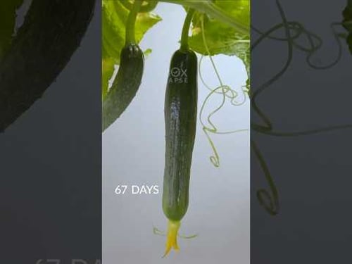 81 Days in 34 Seconds - Seed to Cucumber