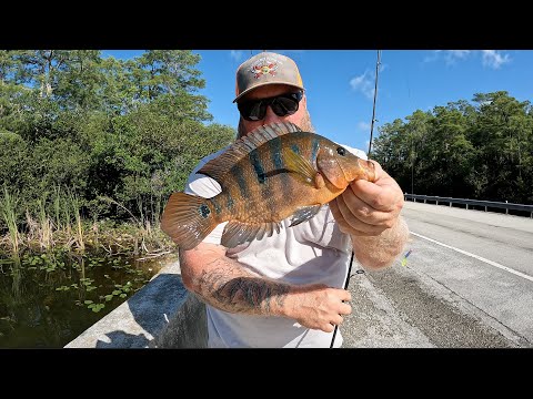 Roadside Fishing for EXOTIC FISH! Florida Everglades - Catch Clean Cook -