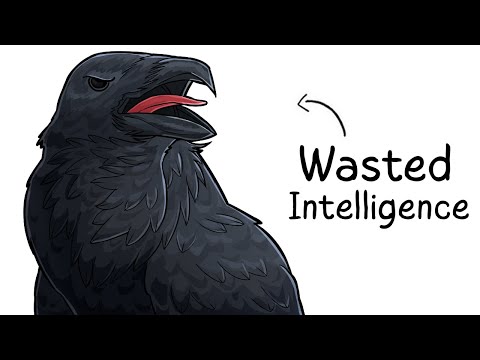 Why it Sucks To Be Born As a Raven