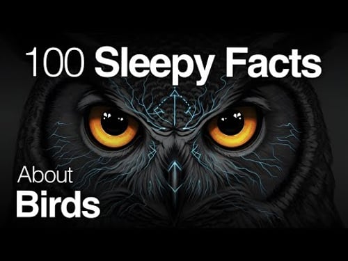 The Most Relaxing Facts About Birds to Fall Asleep To