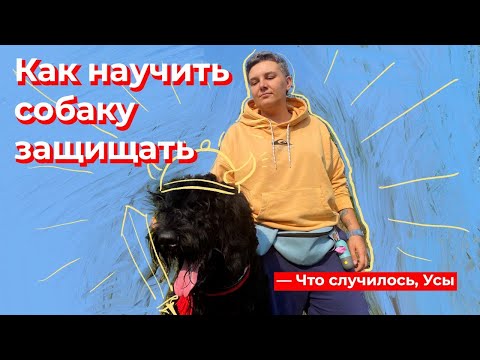 Что случилось, Усы? Как научить собаку защищать