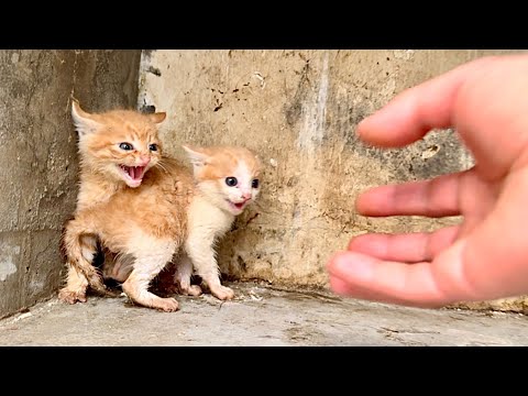 I'm shocked! Three kittens 🐱 suddenly broke into my house and even tried to "hit me" 🐈😮🤣😂❤🥰🥰🥰