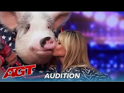 Pigs Got Talent! Heidi Klum KISSES Talented Pig For "Good Luck"